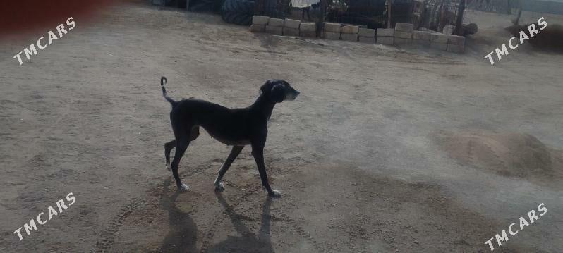 tazy - Bereket - img 2