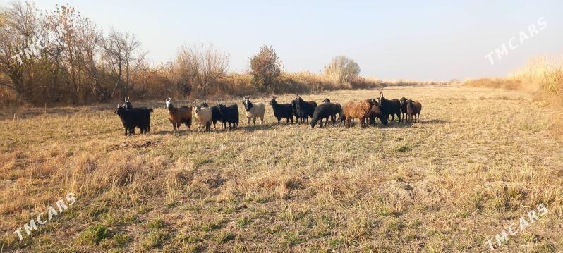 Sekerler goyunlar - Гарабекевюл - img 3