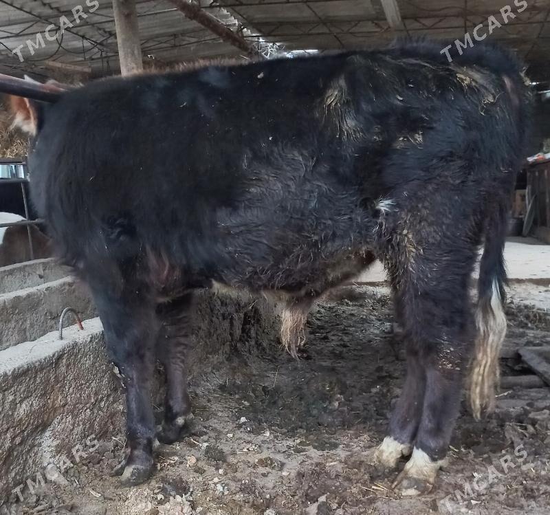 okuz - Ýaşlyk - img 2