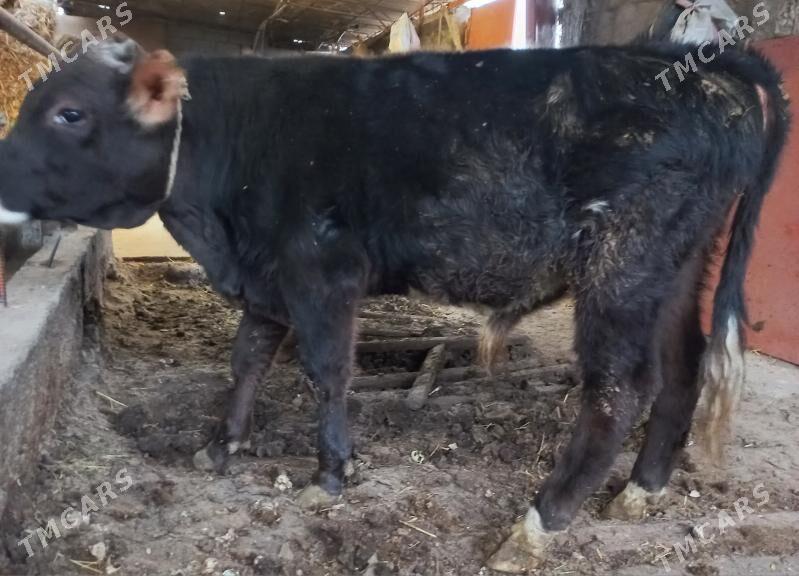 okuz - Ýaşlyk - img 3