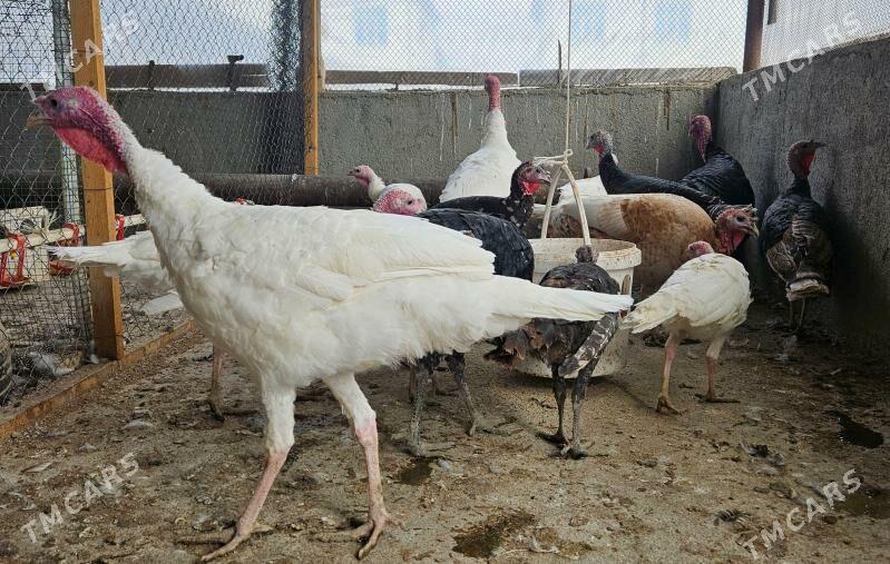 İNDUK HORAZ - Гёкдепе - img 1