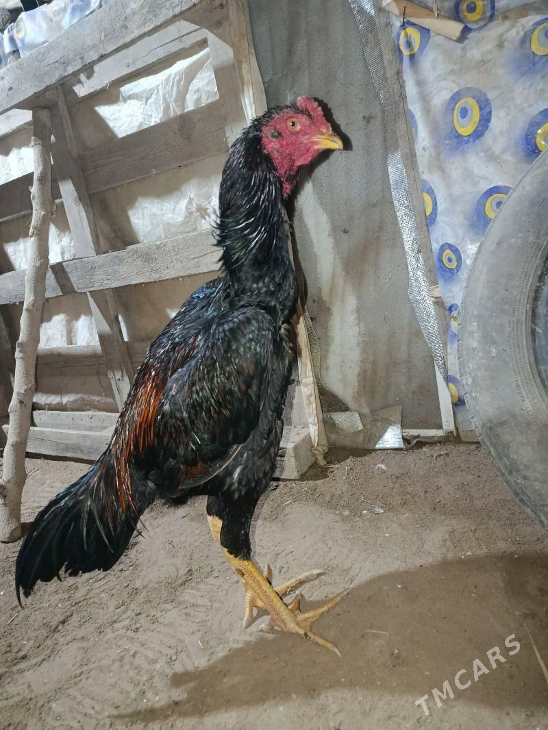 horaz - Шабатский этрап - img 2