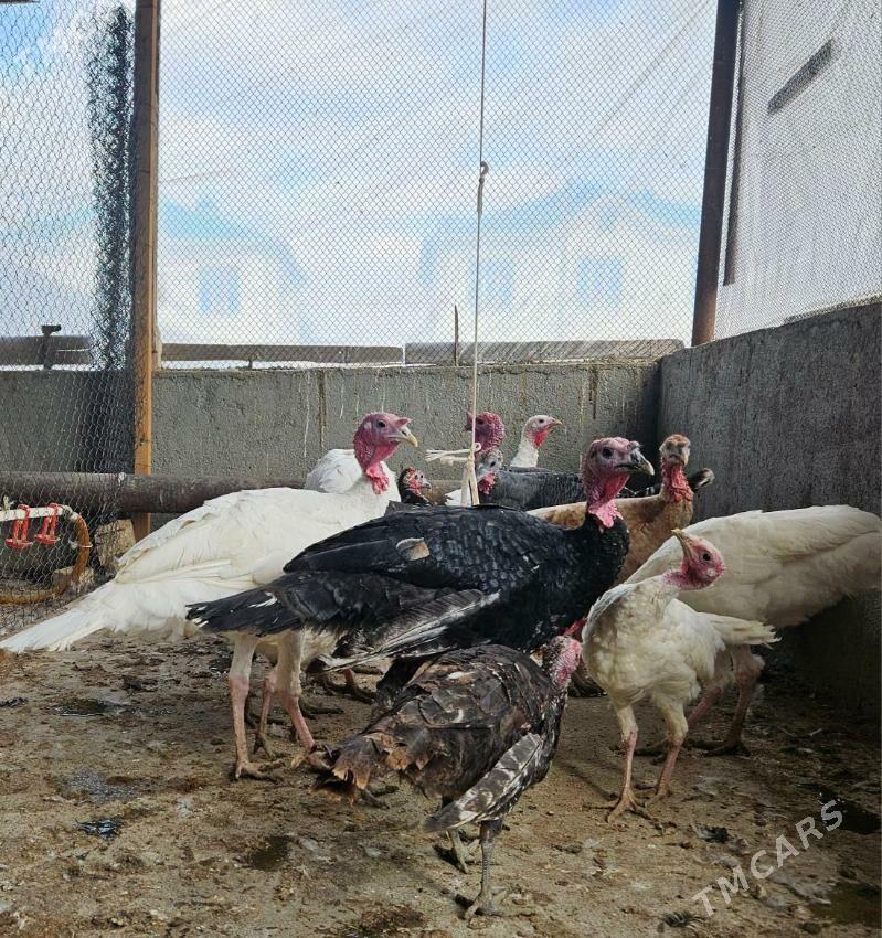 İNDUK HORAZ - Гёкдепе - img 2