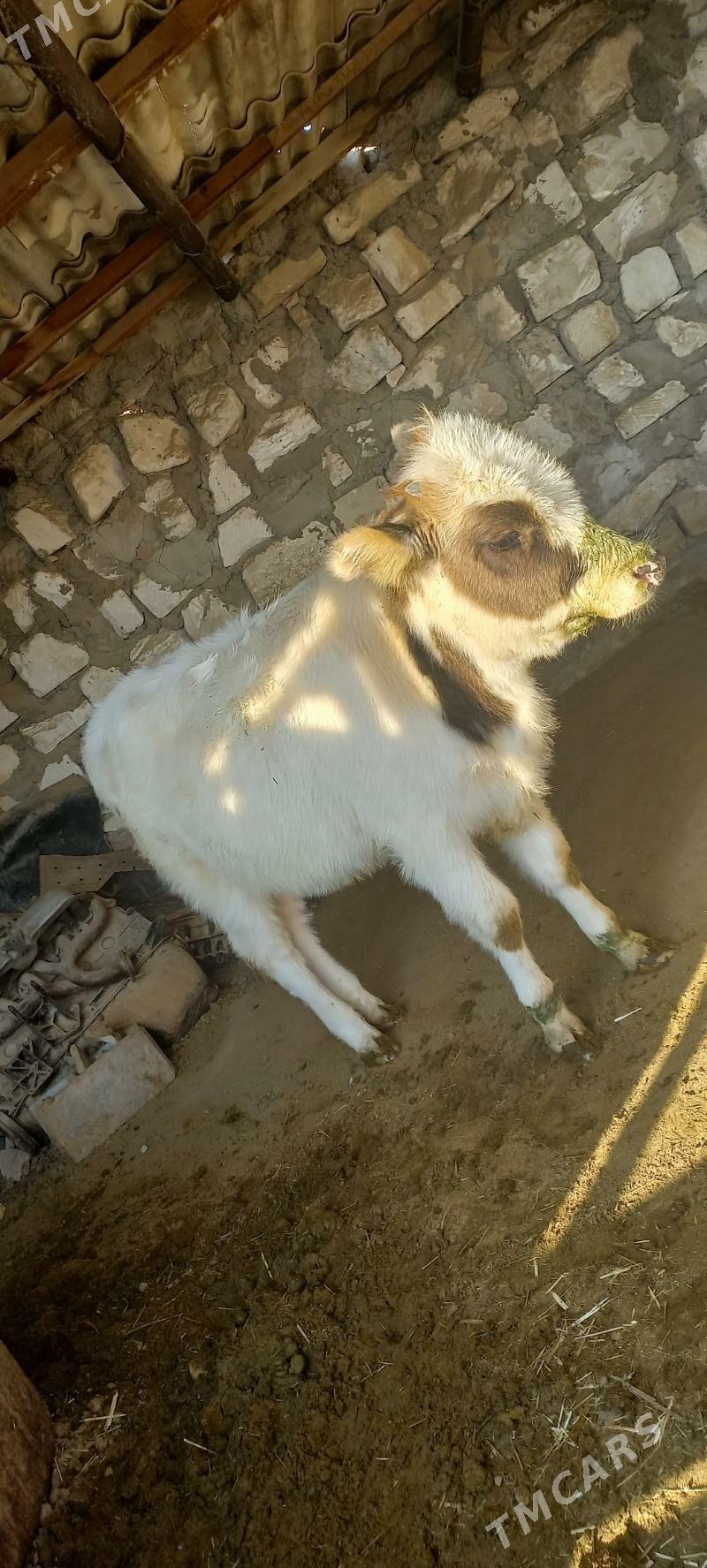 Sygyr - Gumdag - img 1