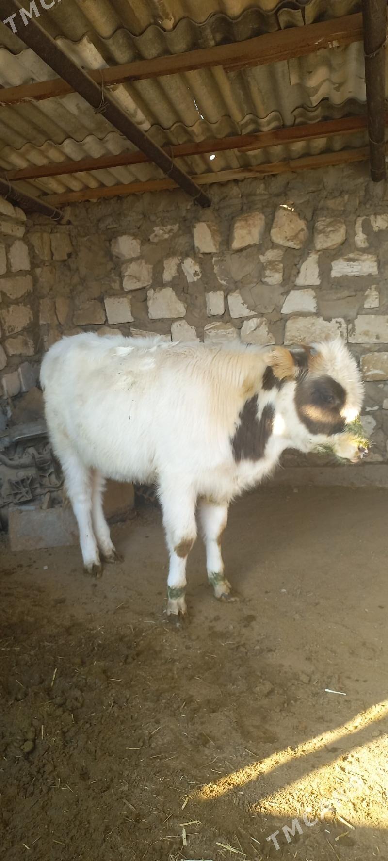 Sygyr - Gumdag - img 2