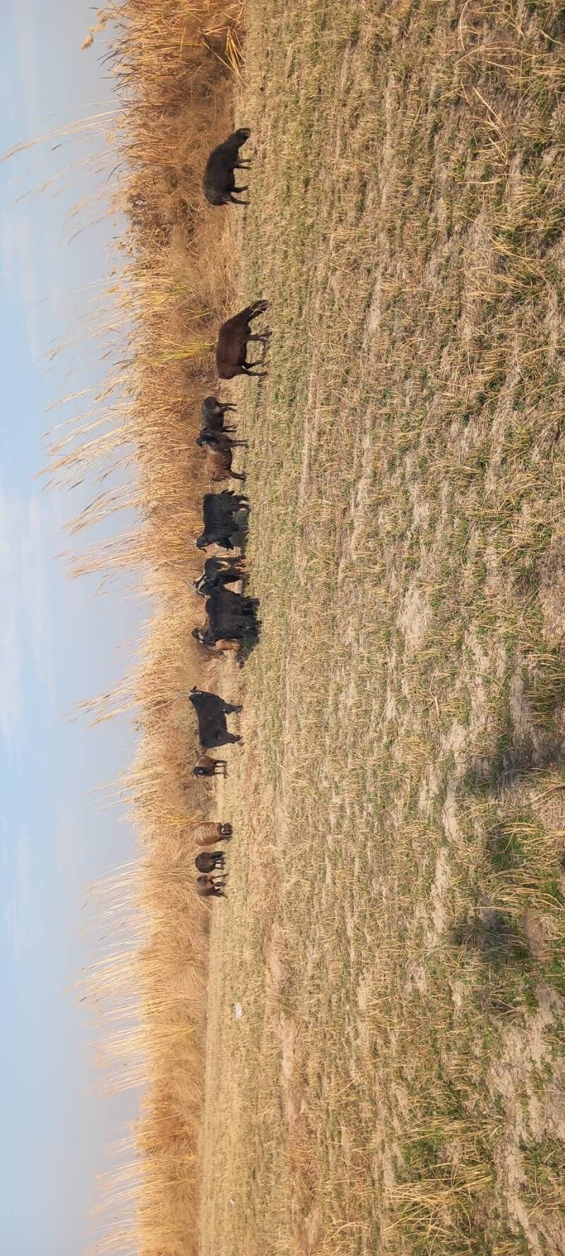 Sekerler goyunlar - Гарабекевюл - img 6