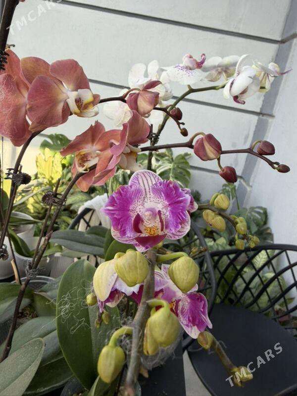 ЦВЕТЫ  - Ашхабад - img 10