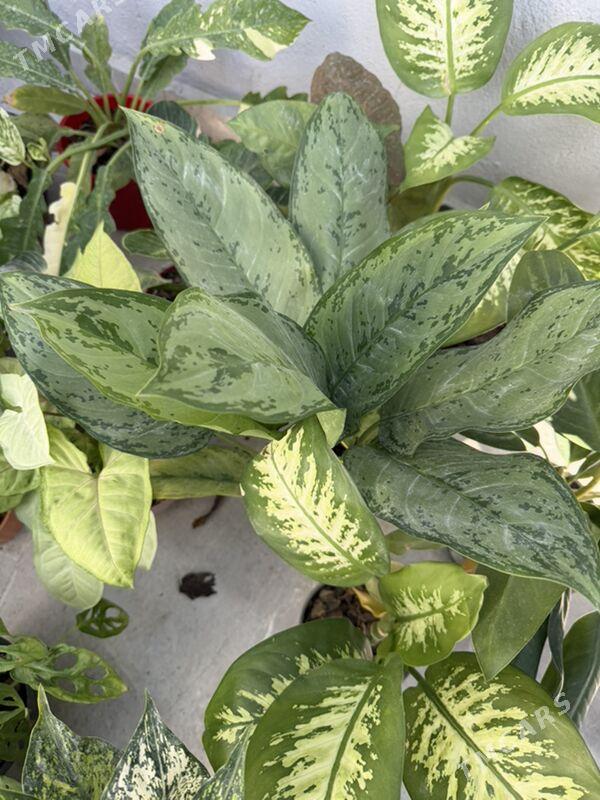 ЦВЕТЫ  - Ашхабад - img 4