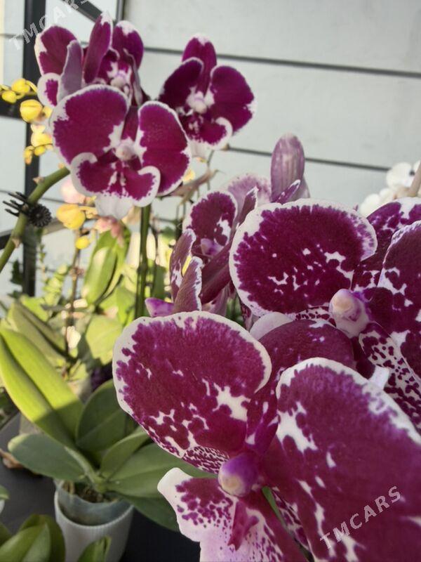 ЦВЕТЫ  - Ашхабад - img 9