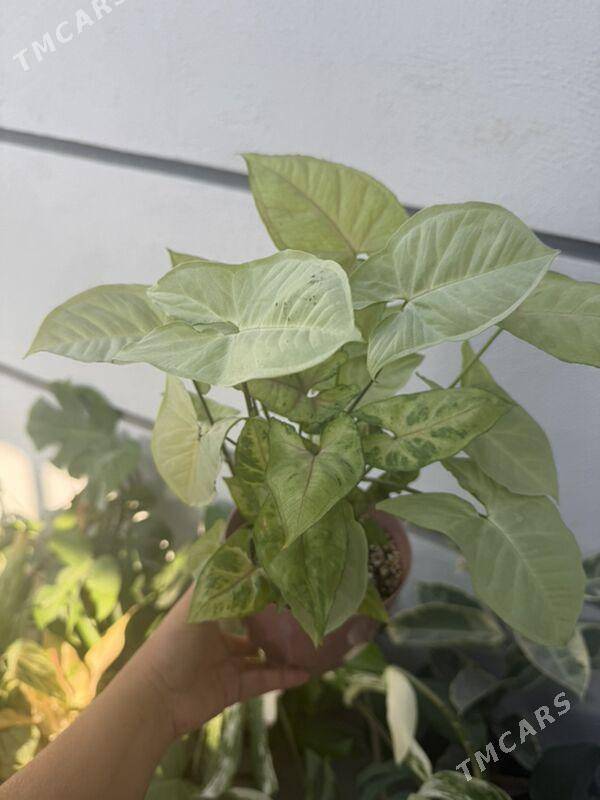 ЦВЕТЫ  - Ашхабад - img 8