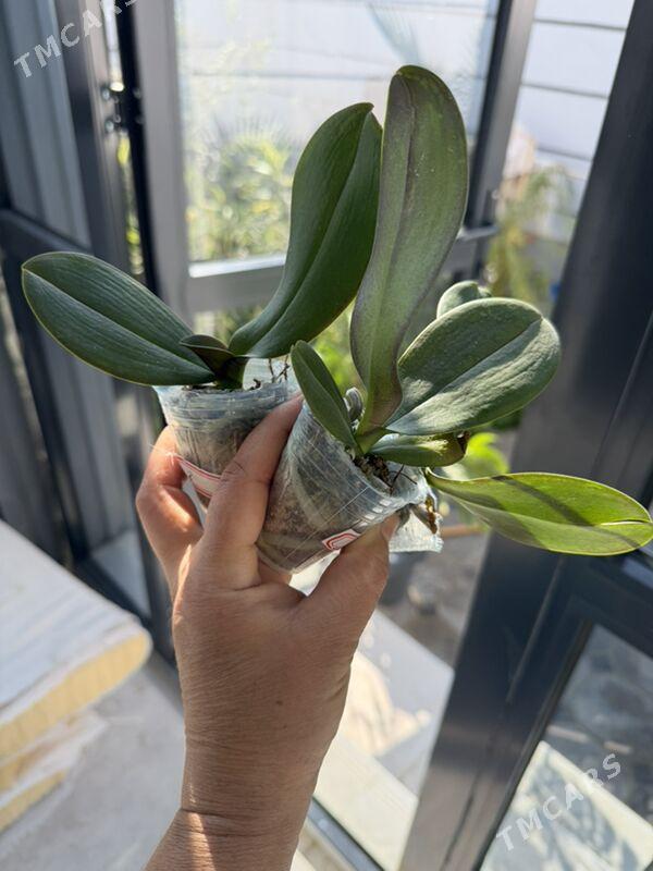 ЦВЕТЫ  - Ашхабад - img 2