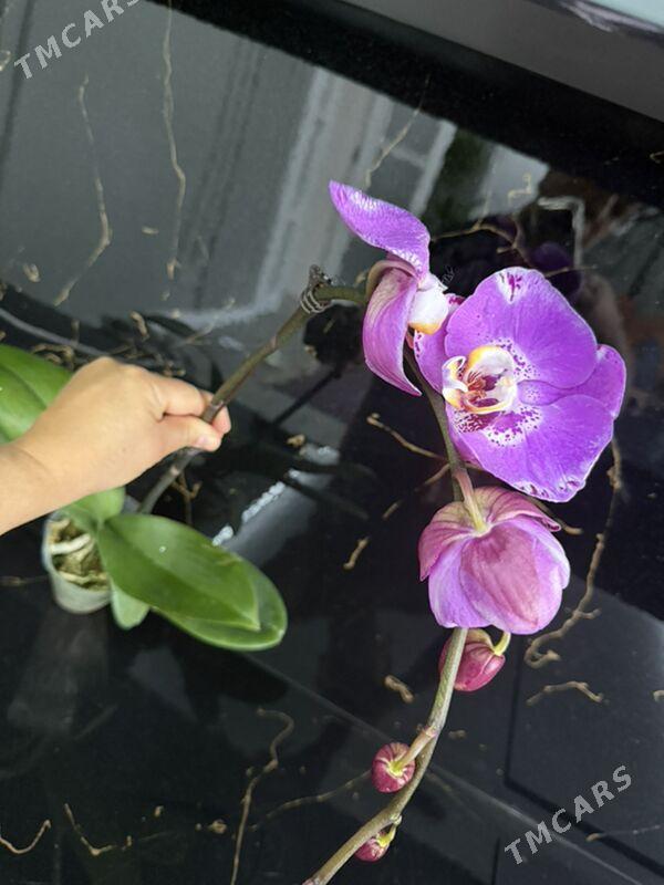 ЦВЕТЫ - Ашхабад - img 1