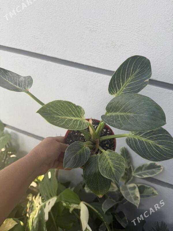 ЦВЕТЫ  - Ашхабад - img 7