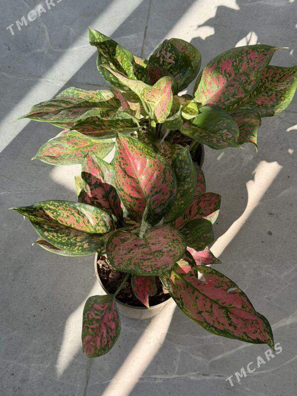 ЦВЕТЫ  - Ашхабад - img 3