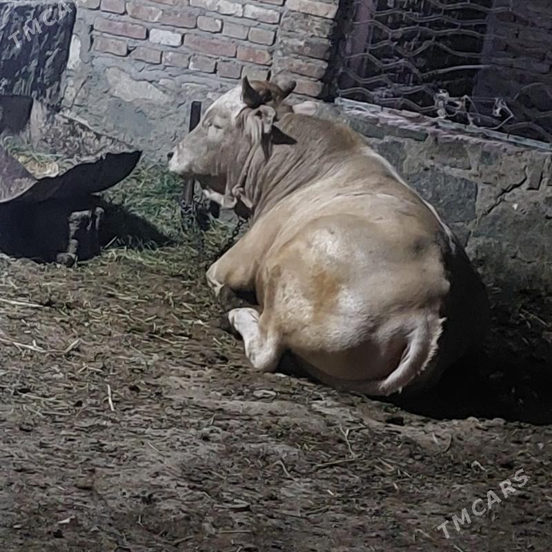 Okuz - Bereket - img 3