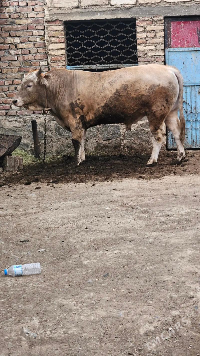 Okuz - Bereket - img 2