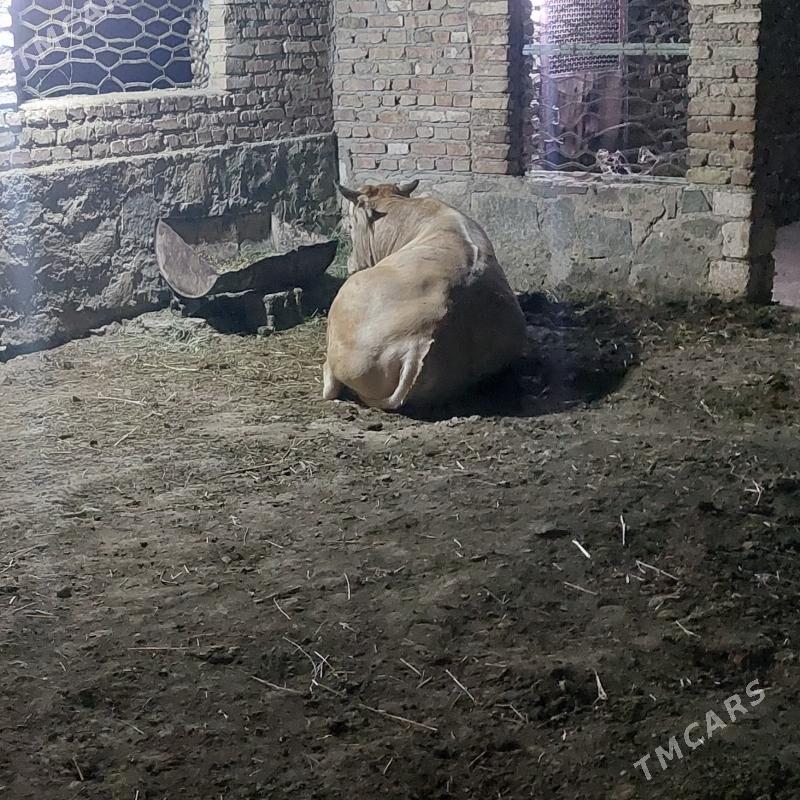 Okuz - Bereket - img 4