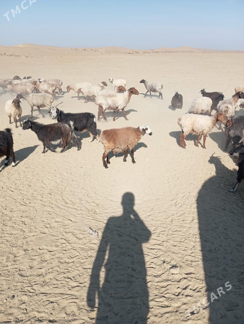 goyun cevis geci - Эсенгулы - img 2