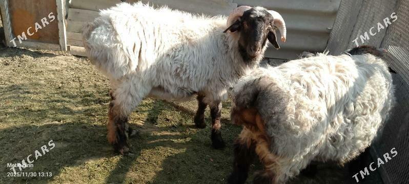 goýun - Гёкдже - img 2