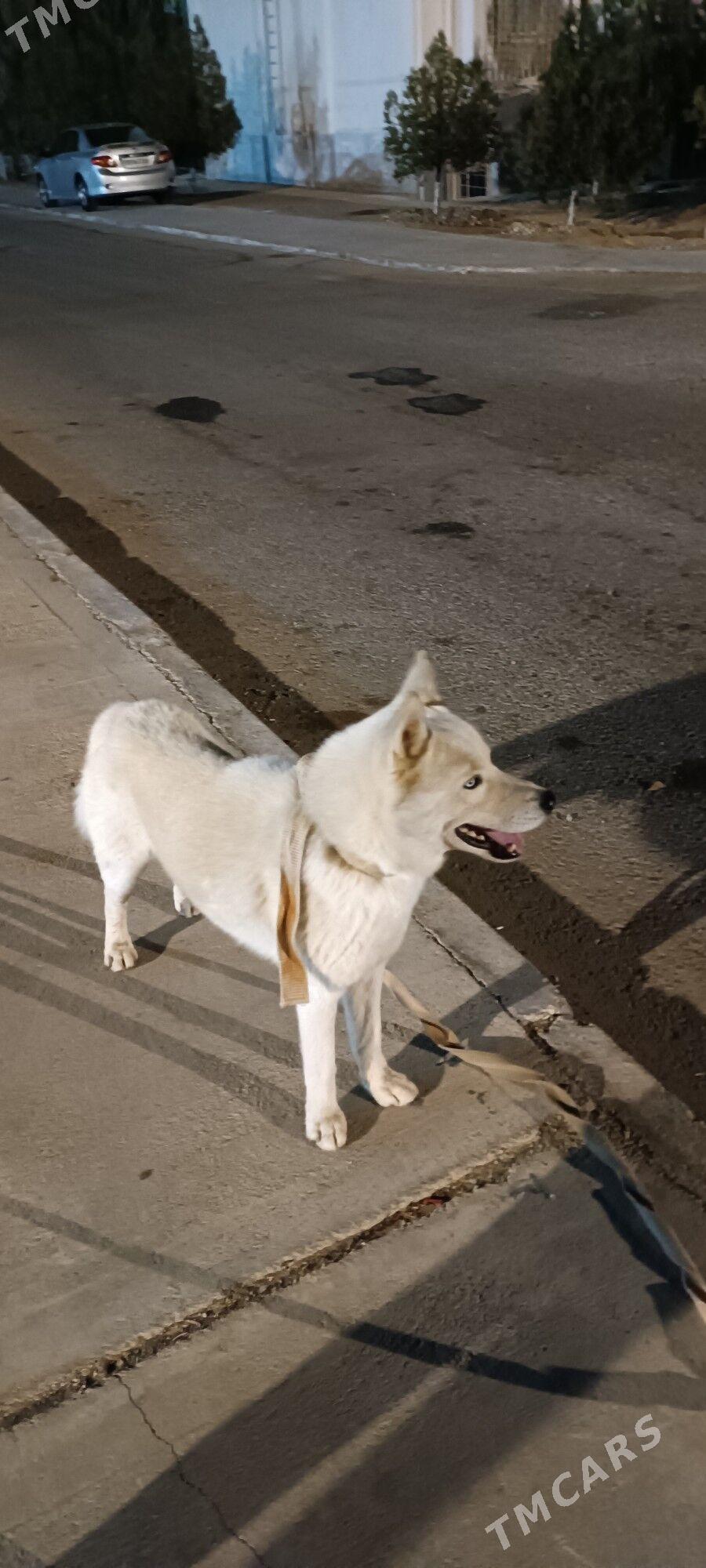 hayski - Балканабат - img 3