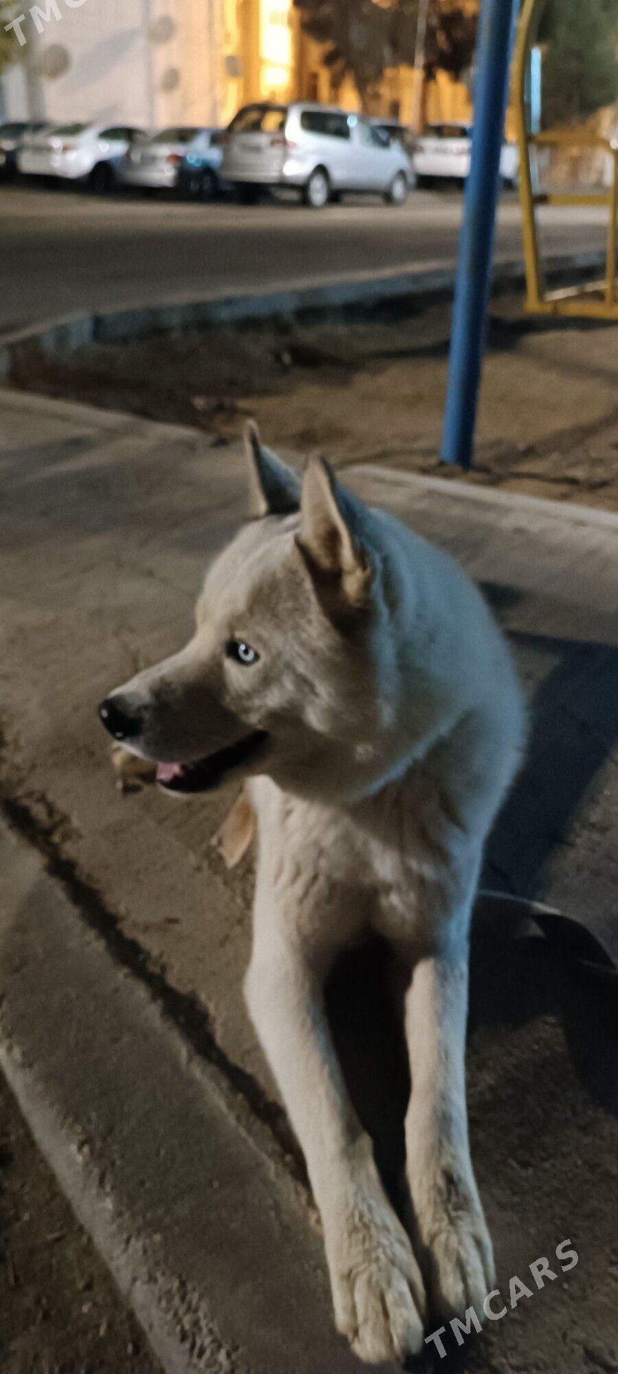 hayski - Балканабат - img 2