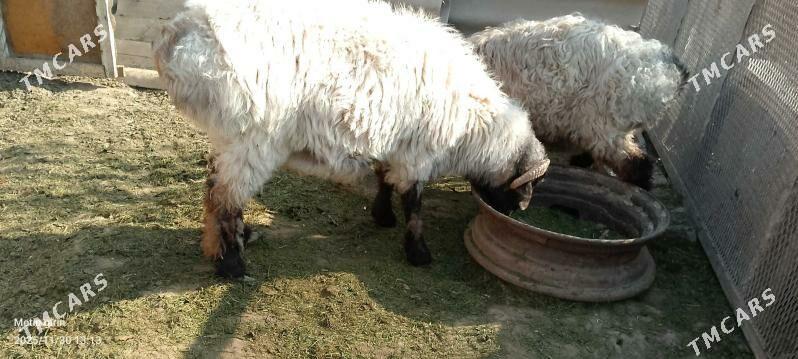 goýun - Гёкдже - img 3