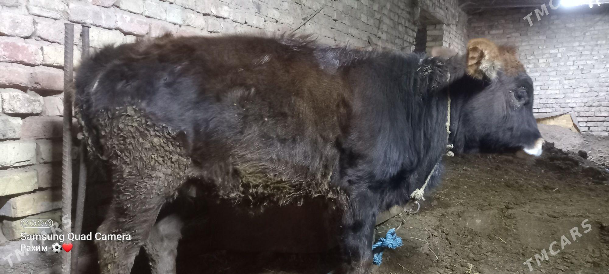 Swet unajyn - Туркменабат - img 3