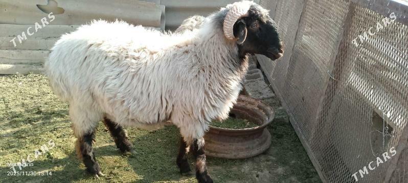 goýun - Гёкдже - img 4