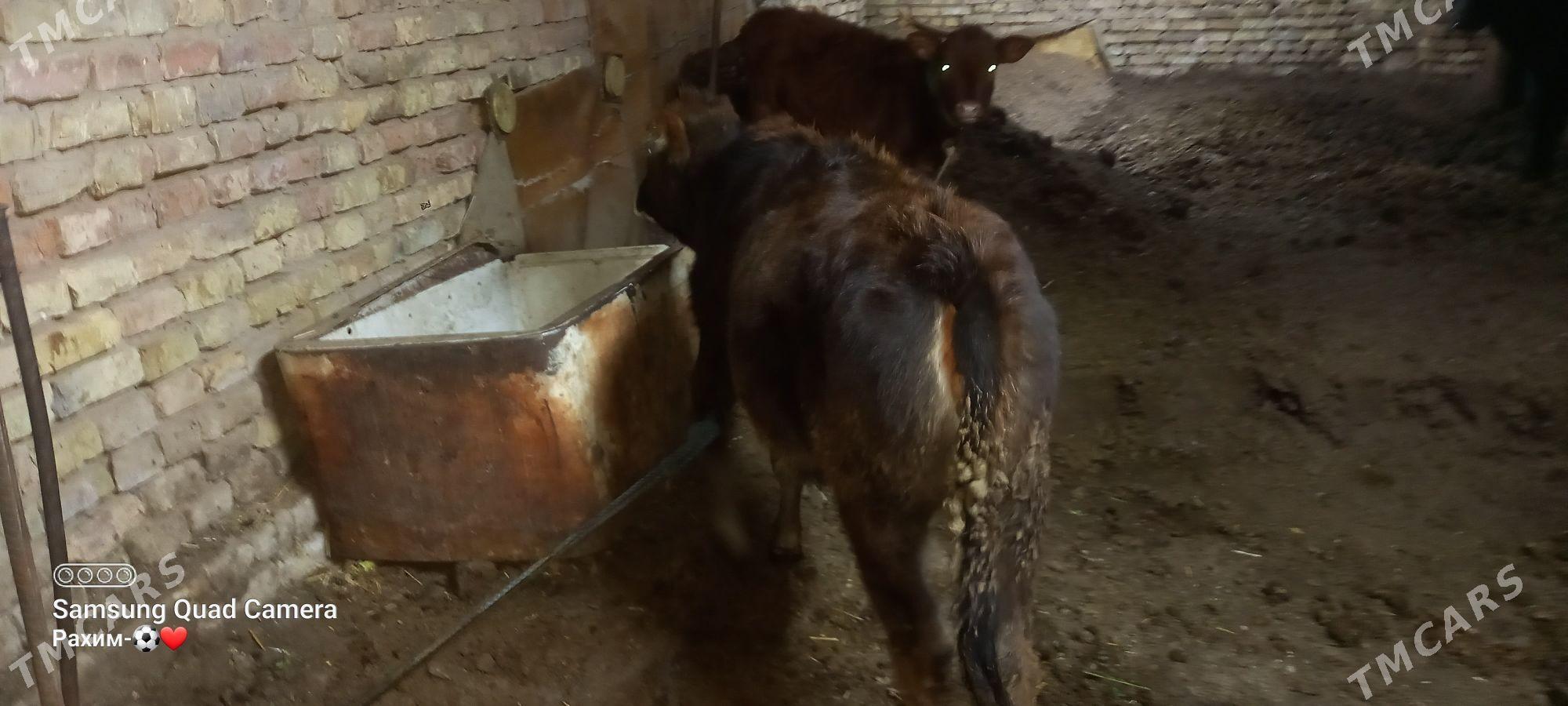 Swet unajyn - Туркменабат - img 4