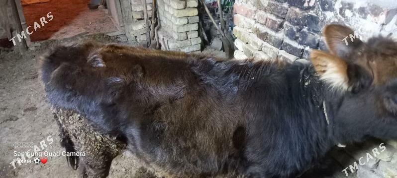 Swet unajyn - Туркменабат - img 2