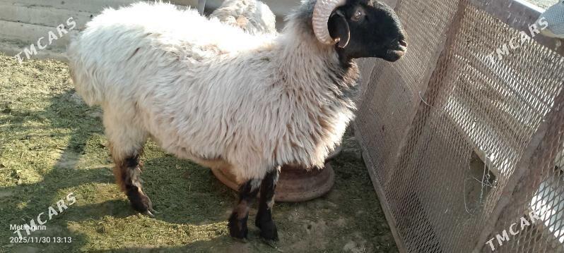 goýun - Гёкдже - img 5