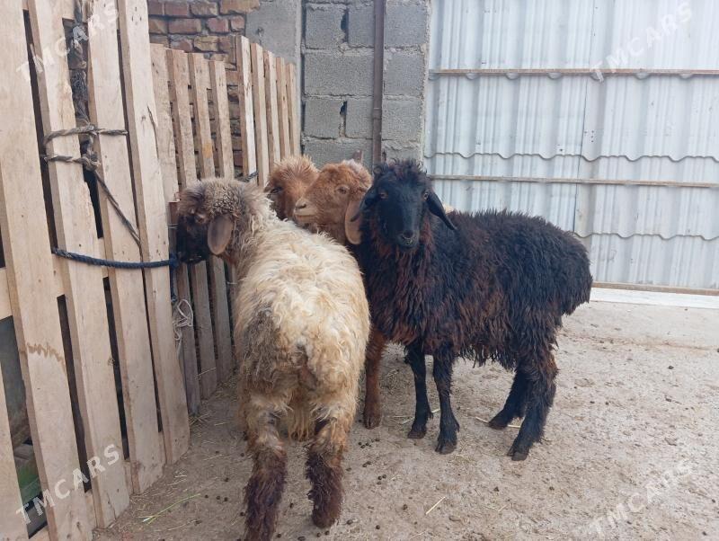 Tokly - Aşgabat - img 1