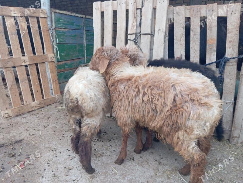 Tokly - Aşgabat - img 3