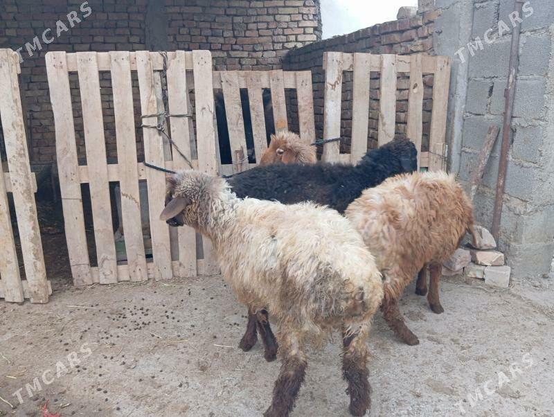 Tokly - Aşgabat - img 2