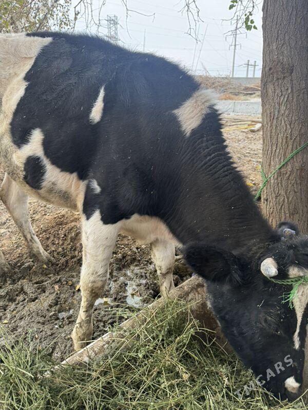 Ala Sygyr - Aşgabat - img 3