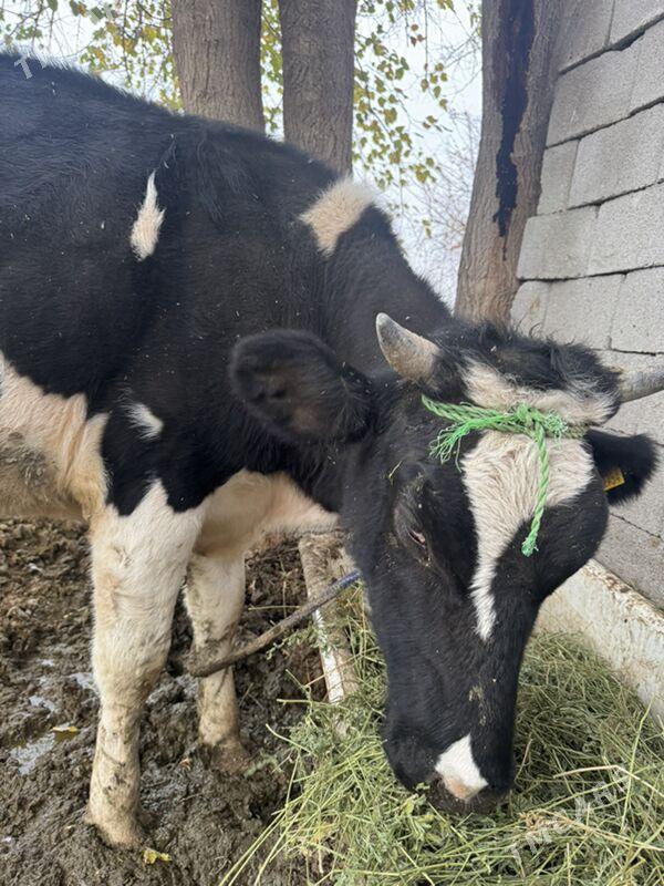 Ala Sygyr - Aşgabat - img 1