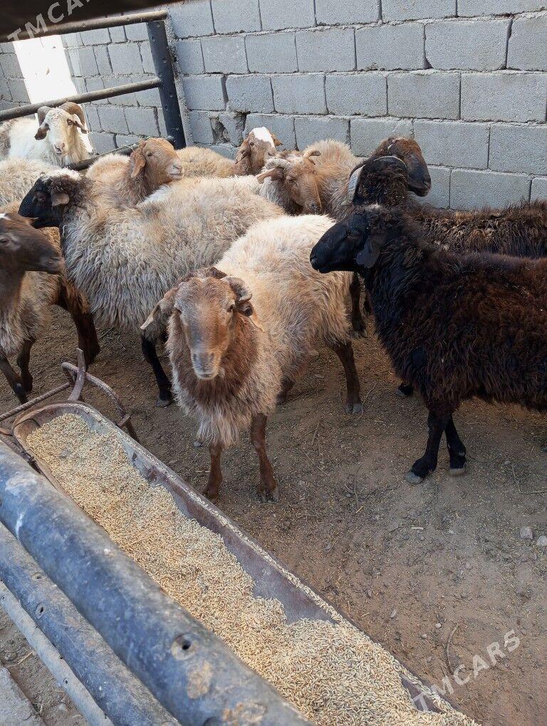 goyun - Balkanabat - img 5