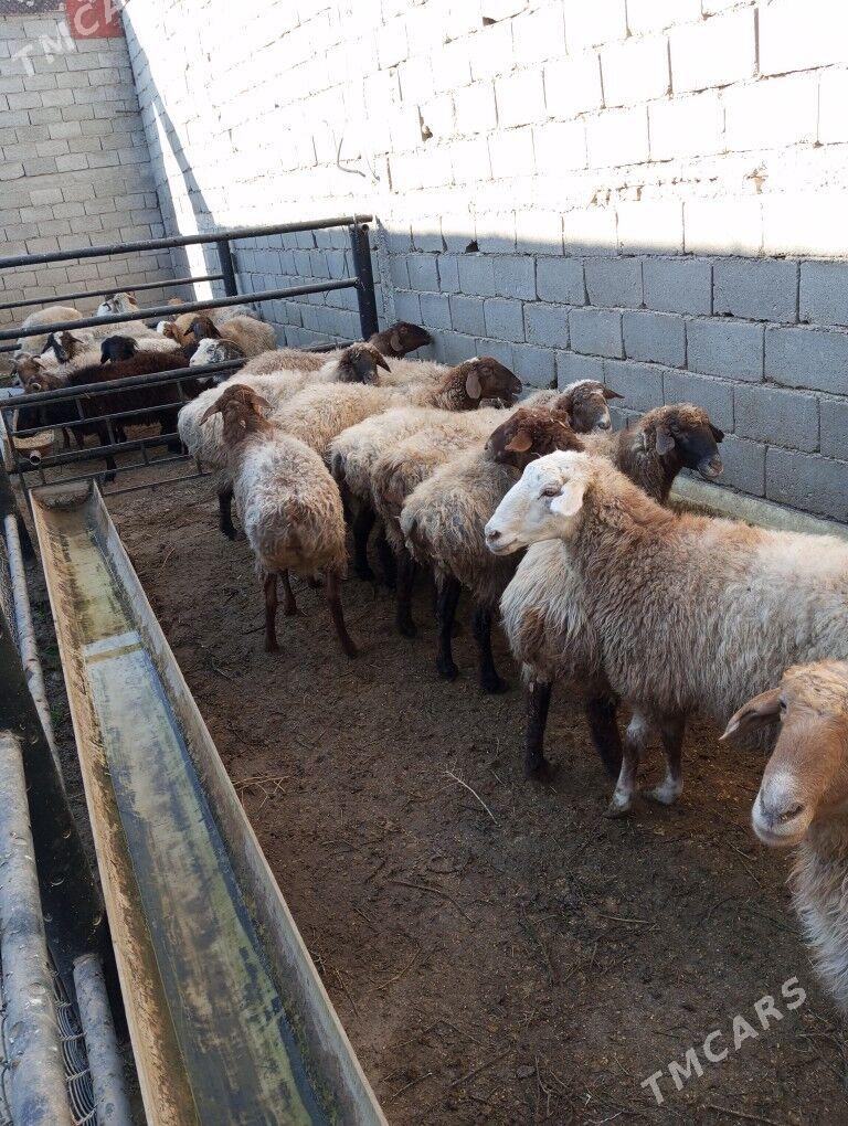 goyun - Balkanabat - img 4