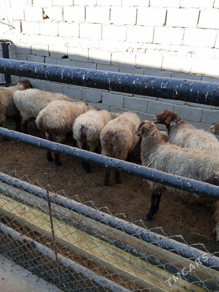 goyun - Balkanabat - img 2