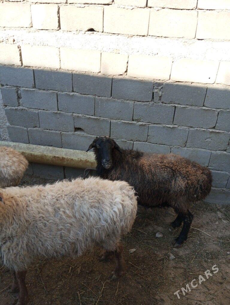 goyun - Balkanabat - img 3