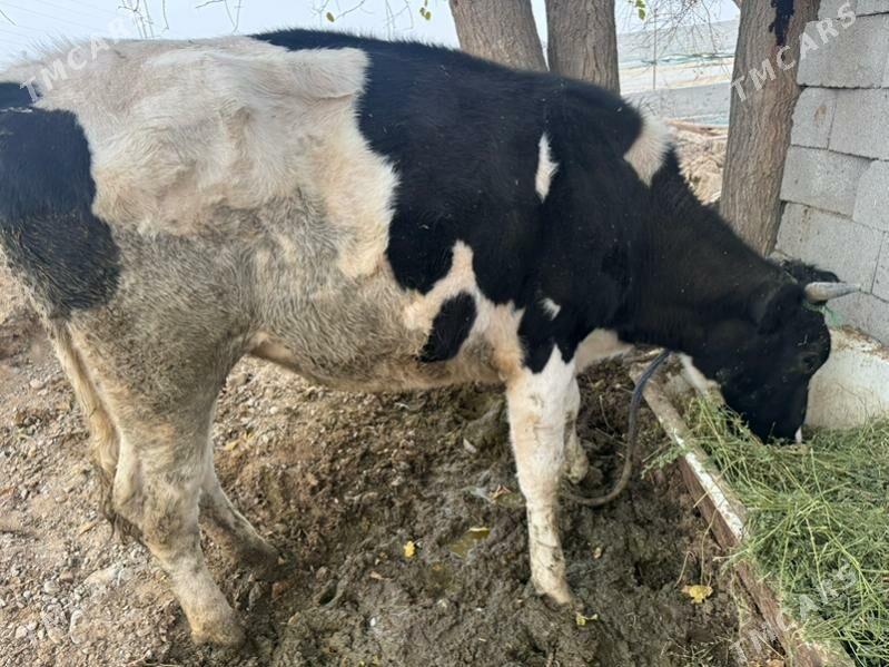 Ala Sygyr - Aşgabat - img 4