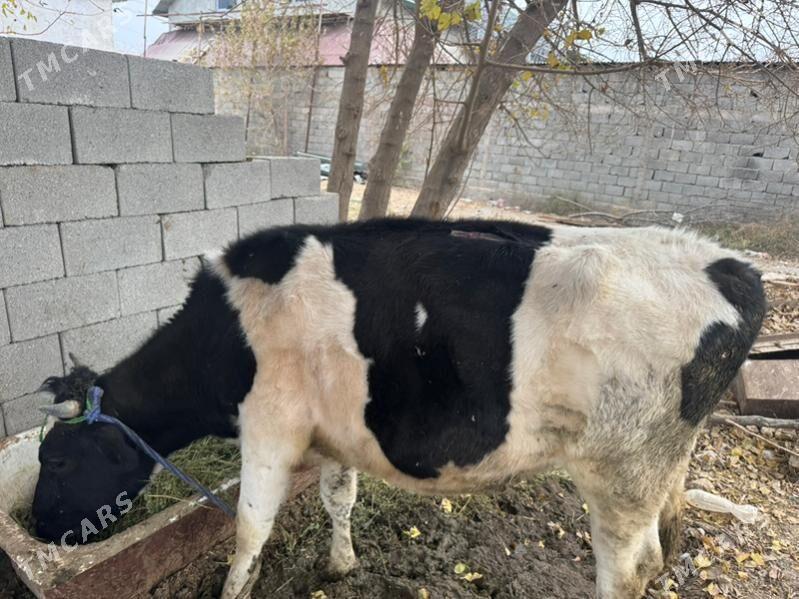 Ala Sygyr - Aşgabat - img 5