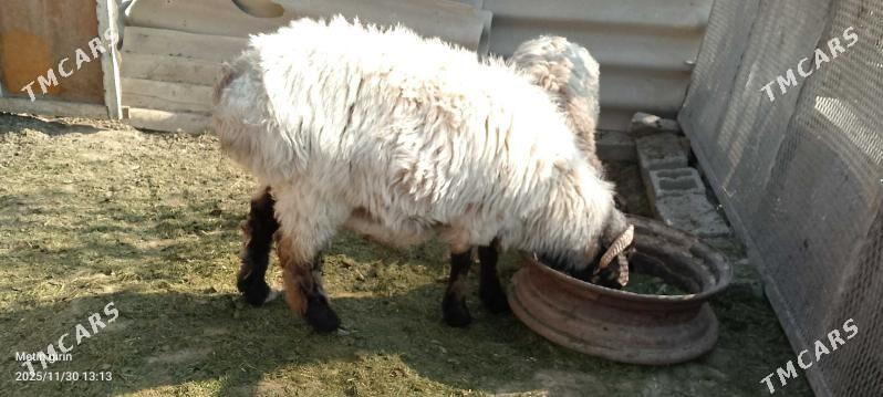 goýun - Гёкдже - img 6