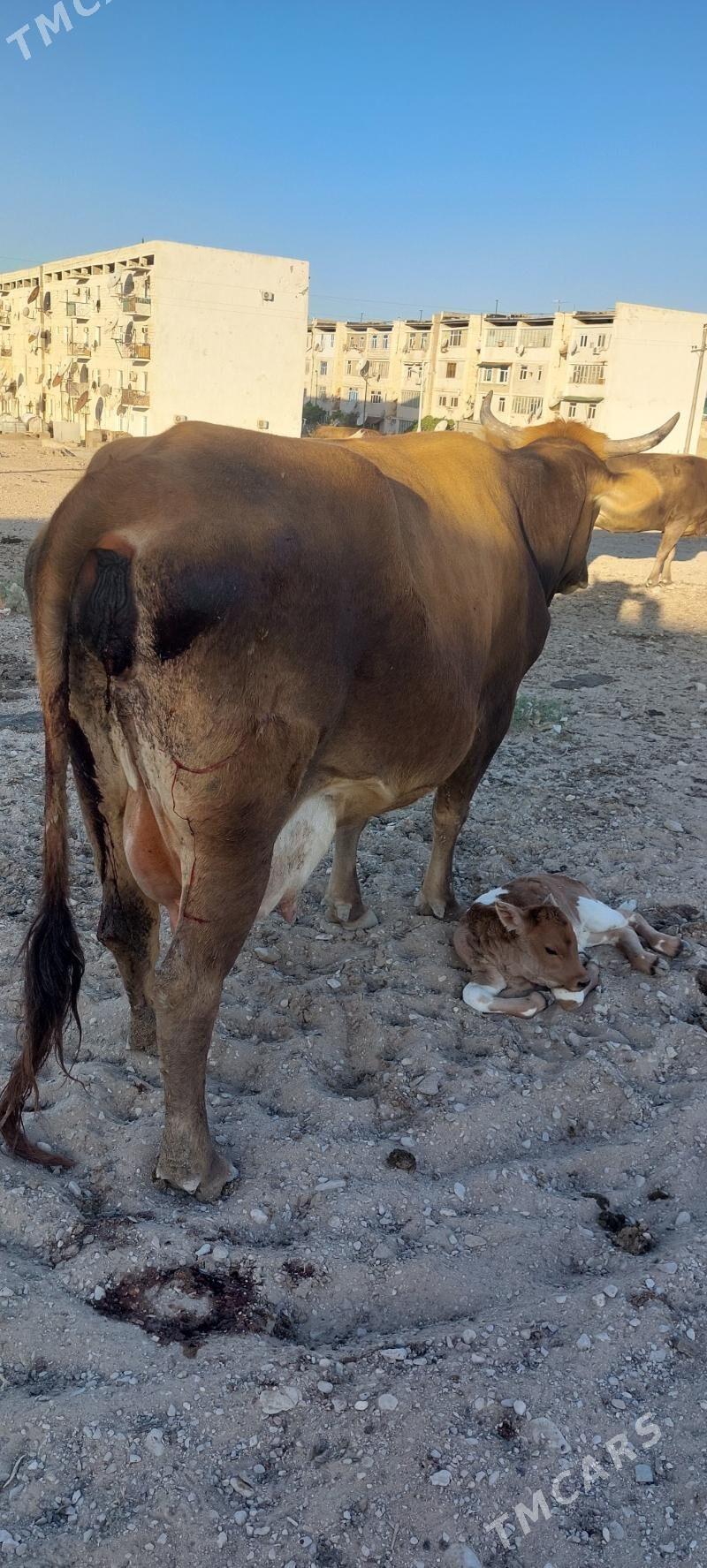 sygyr - Türkmenbaşy - img 1