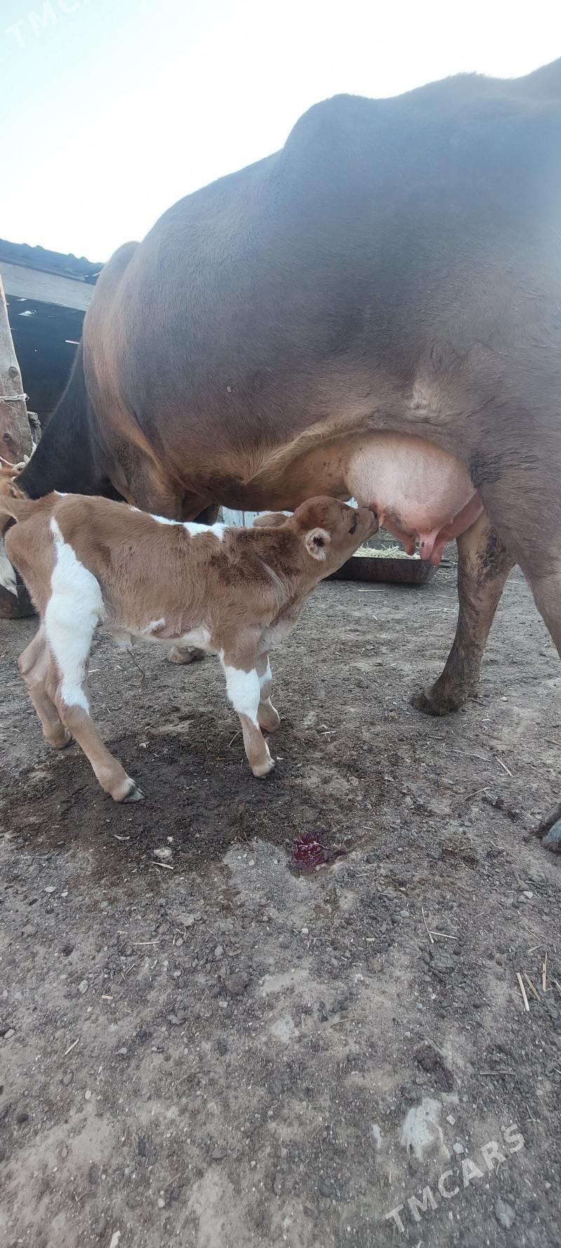 sygyr - Türkmenbaşy - img 2