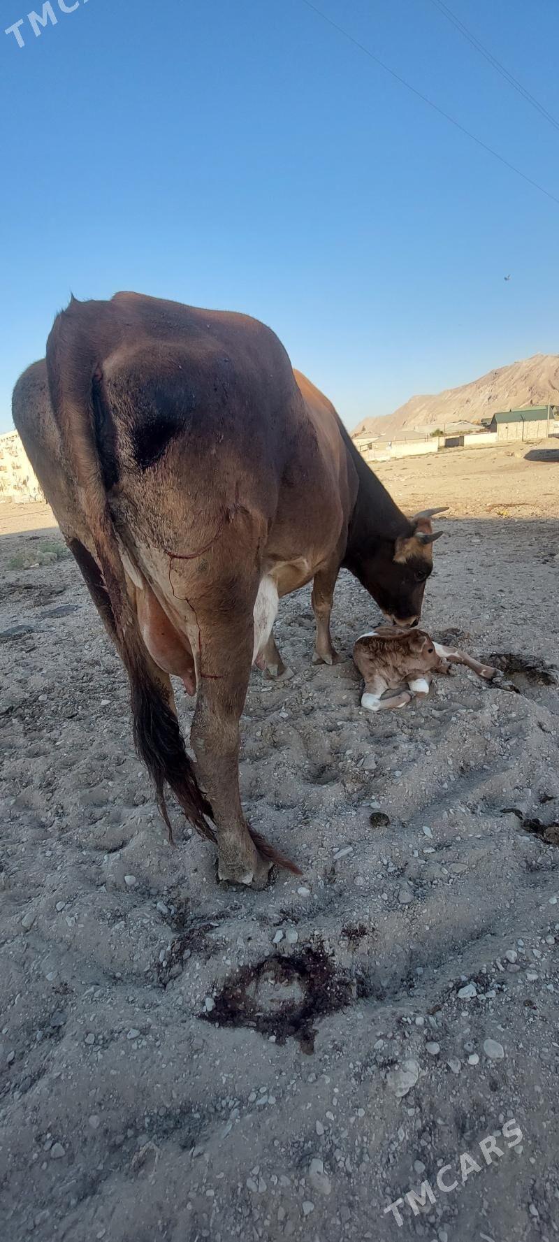 sygyr - Türkmenbaşy - img 3