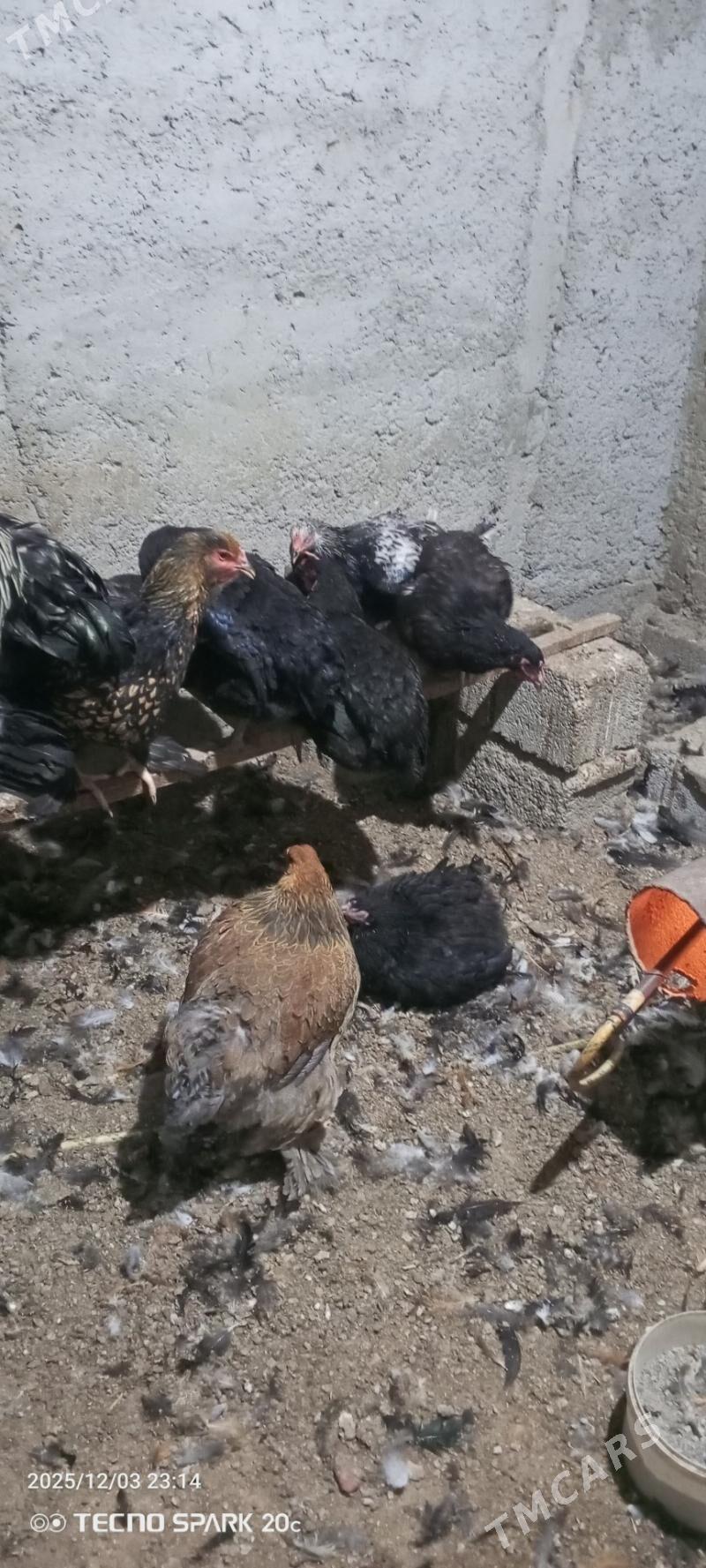 Towuk Gigant - Ашхабад - img 2