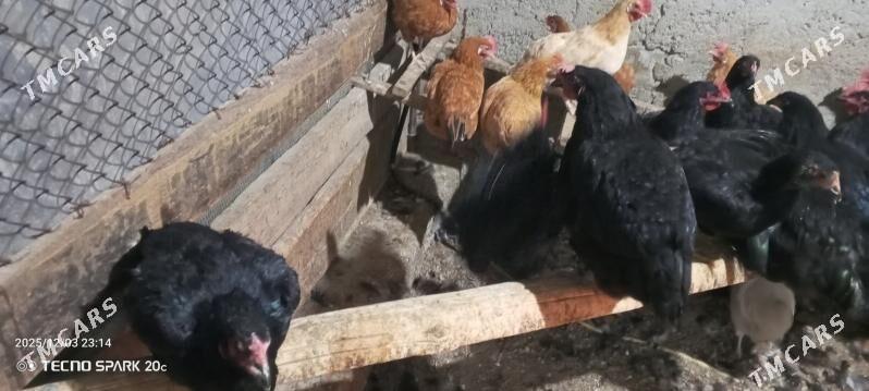 Towuk Gigant - Ашхабад - img 3