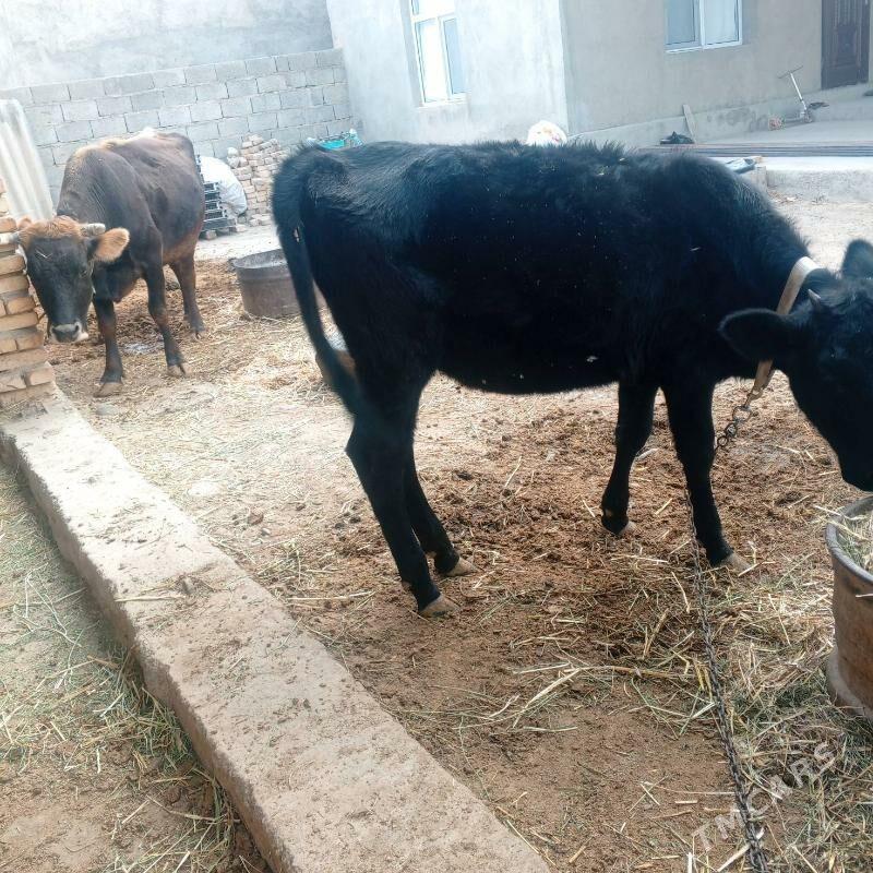 tuwe 1yas 2ay - Анев - img 3