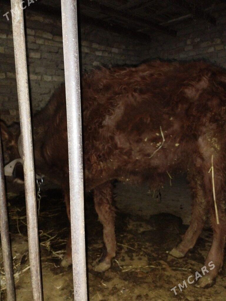 okuz mal - Mary - img 3